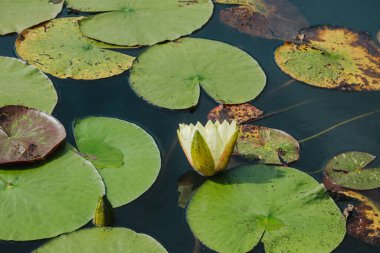Beyaz nilüfer çiçeği, yeşil nilüferlerin arasında çiçek açıyor.