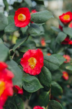 Kırmızı bir Japon kamelya çiçeğine yaklaş.