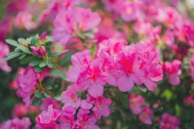 Yeşillikte Azalea Çiçekleri