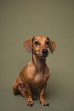 Yeşil arka planda oturan sevimli kahverengi dachshund köpeği evcil hayvan evlat edinme kampanyası veya köpek eğitme malzemeleri için ideal.