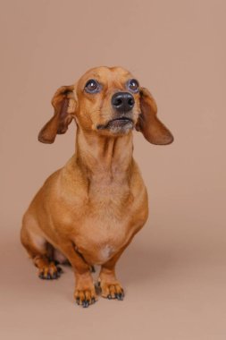 Dachshund bej zeminde tek başına dikiliyor. Uyarı cinse özgü içerik veya minimalist evcil hayvan temaları için mükemmel görünüyor.