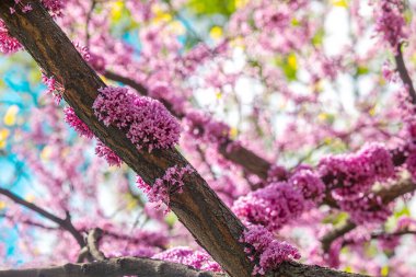 Canlı pembe çiçekler, bahar boyunca açık mavi gökyüzünün altındaki dalları kaplar..