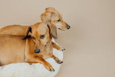 Evcil hayvan sevgisi, konfor ya da ev hayatı konsepti için rahat bir yatakta kıvrılıp yatan iki köpek.