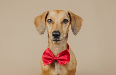 Zarafet, tarz veya evcil hayvan kimliği konsepti için kırmızı papyonlu daksund portresi