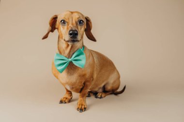 Yeşil papyonlu Dachshund mutluluk, mizah ya da neşeli hayvan yaşam tarzı konsepti için gülümsüyor.