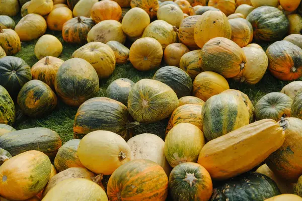 Çeşit çeşit kabak ve kabak hasadı toplanmış yeşil çimenlerin üzerinde.