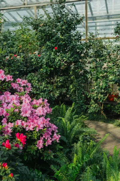 Parlak pembe azalia çiçekleri açıyor 