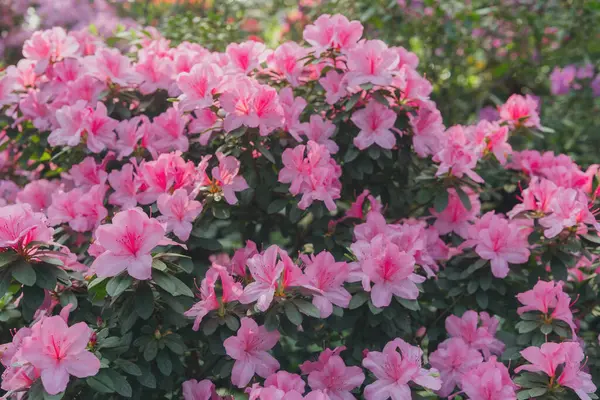 Parlak pembe azalia çiçekleri açıyor 