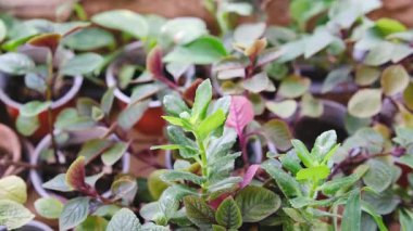 Kalanchoe 'nin yeşil ve kırmızı yapraklı bitkileri küçük saksılarda yetişiyor. Doğal ışık.