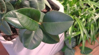 Ficus elastica bitkisi, beyaz tencerede parlak yeşil yapraklar, yumuşak odaklı arka plan.