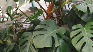 Monstera deliciosa yeşil yeşil tropikal bitki bırakır.