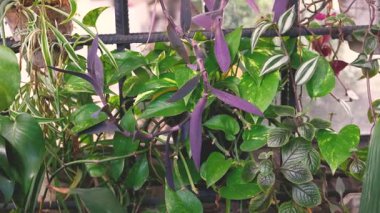 Mor kalp, pothos, örümcek bitkileri ve peperomi şelalesi.