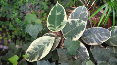 Değişik Ficus Elastica yaprakları sarmaşık ve papirüslü yemyeşil bir bahçede yakındır..