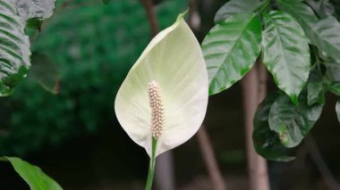 Etrafı yeşil yapraklarla çevrili beyaz, narin bir çiçeğe yaklaş.