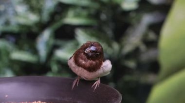 Çeşmenin kenarından yemyeşil yapraklı küçük kahverengi kuş içme suyu.