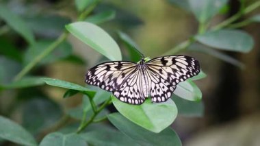 Yumuşak bahçedeki yeşil yaprağa tünemiş beyaz pirinç kağıdı kelebeği.