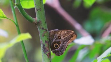 Kaligo kelebeği bahçedeki yeşil bir bitki sapında dinleniyor.