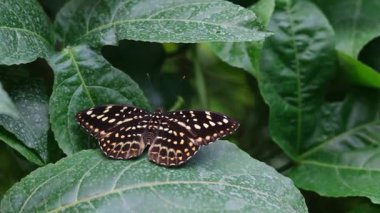 Sıradan bir pandomimci kelebek bahçedeki yeşil bir yaprağın üzerinde duruyor, karmaşık desenler gösteriyor.