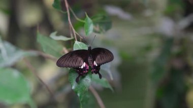 Papilio Paris kelebeği yeşil bir yaprağın üzerinde duruyor.