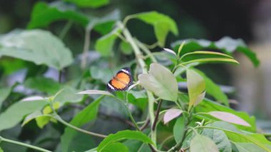 Danaus gerçektende kelebek yeşil yaprakların üzerinde dinleniyor.