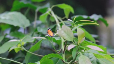 Yeşil bitkinin üzerinde dinlenen küçük turuncu kelebek doğal yaşam alanını terk eder.