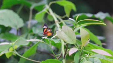 Doğada yeşil yaprakların üzerinde dinlenen turuncu kelebek. Acraea terpsicore.