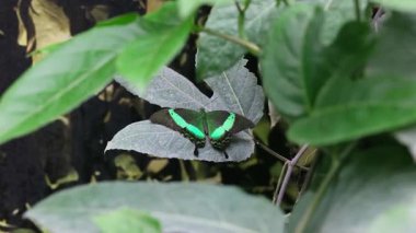 Zümrüt Kırlangıç Kelebeği yeşil yapraklarla çevrili bir yaprağın üzerinde dinlenir..