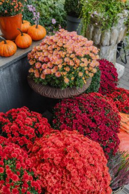 Turuncu ve kırmızı kasımpatılar ve açık sonbahar bahçesinde küçük balkabakları.