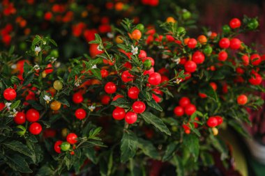 Koyu yeşil Solanum üzerinde parlak kırmızı böğürtlen küçük beyaz çiçekli psödokapsicum bitkisi dalları.