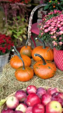 Balkabakları ve elmalar samanlıkta annelerin çiçekleriyle dekoratif bir tencerede.