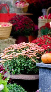 Turuncu kabaklar ve sergilenen anne çiçekleriyle dışarıda ödül topluyor.