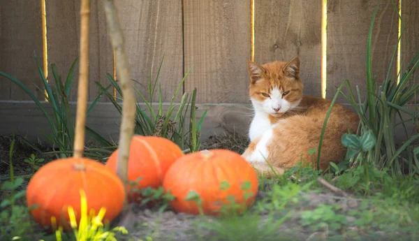 Angry cat with unhappy expression lay down near the wooden fence for protect his pumpkin.