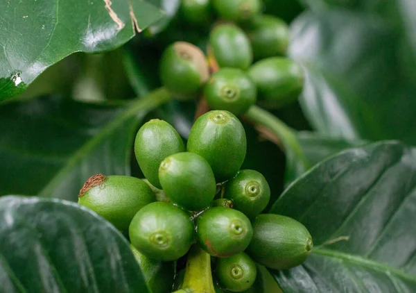 Coffeaträd Ett Släkte Blommande Växter Vars Frön Som Kallas Kaffebönor — Stockfoto