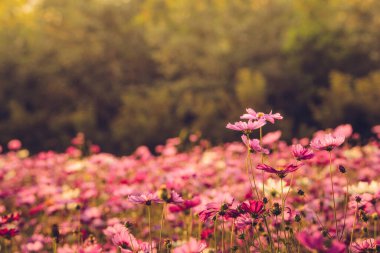 Group of Cosmos flower field in the garden. Cosmos are annual flowers with colorful, daisy-like flowers that sit atop long, slender stems.