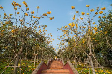 The golden trumpet tree growth in Singha park of Chiang Rai province of Thailand.