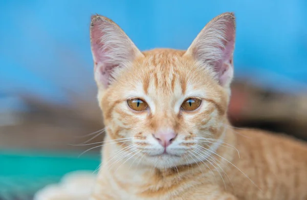 泰国家猫看着相机的肖像 — 图库照片