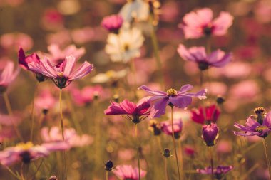 Group of Cosmos flower field in the garden. Cosmos are annual flowers with colorful, daisy-like flowers that sit atop long, slender stems.