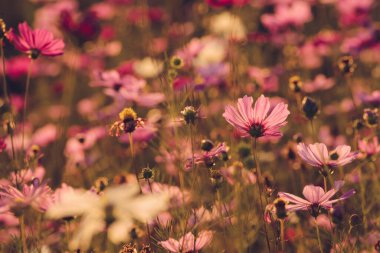 Group of Cosmos flower field in the garden. Cosmos are annual flowers with colorful, daisy-like flowers that sit atop long, slender stems.