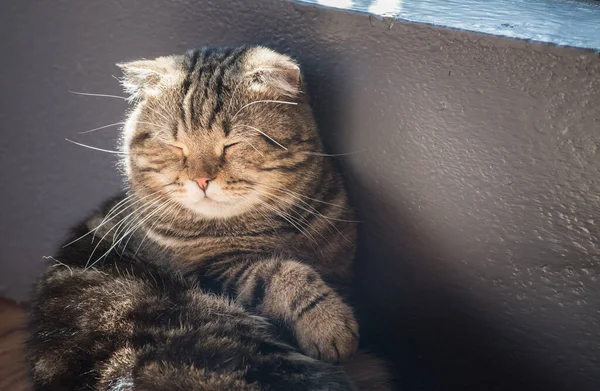 Aranyos Macska Alszik Úgy Néz Mint Aki Még Mindig Álmodik — Stock Fotó