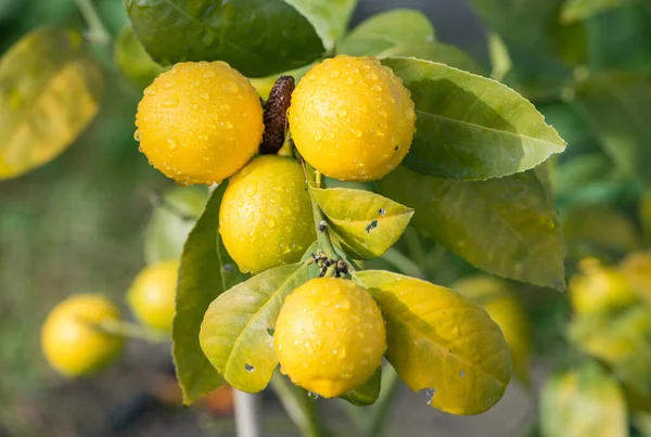 stock image Lemon tree with the morning dew. The lemon is a bright yellow citrus fruit. It has its distinctive sour taste because it's rich in citric acid.  