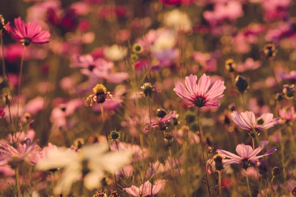Group of Cosmos flower field in the garden. Cosmos are annual flowers with colorful, daisy-like flowers that sit atop long, slender stems.