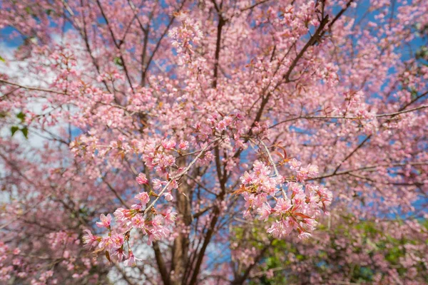 북부에 히말라야 벚나무의 — 스톡 사진