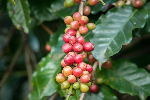 Kaffebönor Gren Kaffeträd Kaffeböna Ett Frö Coffea Växten Och Källan — Stockfoto