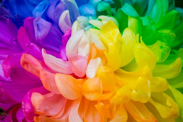 stock image Close up of The rainbow Chrysanthemum the new innovative plants from Netherlands.