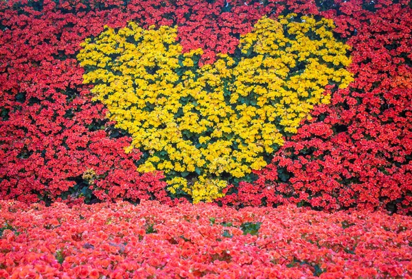 Begonya Çiçeklerinin Yaptığı Kalp Duvarı — Stok fotoğraf