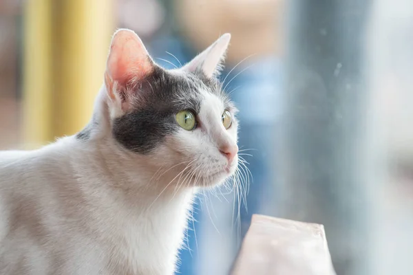 靠近国内的泰国猫 泰国猫是一种矮小的猫科动物 它的皮毛扁平 质地柔软 — 图库照片