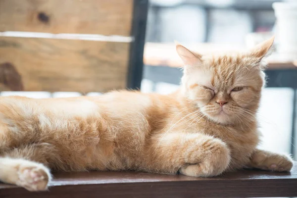 The yellow cat trying to sleep but still looking to you. Cats sleep on average 15 hours a day