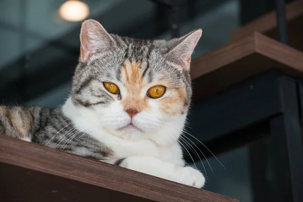 美国线头猫期待摄像头 美国线毛猫是一种原产于纽约的品种 它的毛茸茸的卷曲毛源于一种天然的遗传变异 — 图库照片