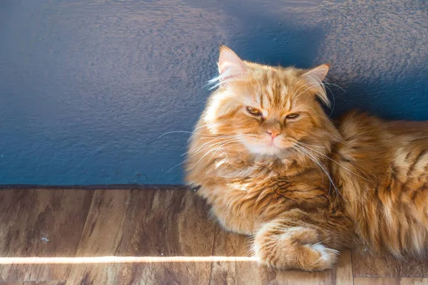 那只黄色的波斯猫躺在地板上 波斯人是猫科动物世界的魅力所在 — 图库照片