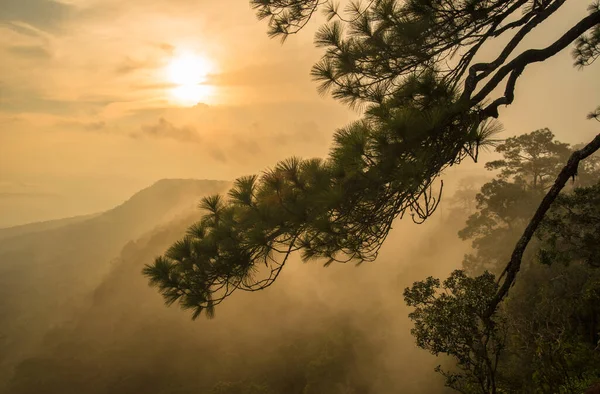 Salida Del Sol Con Pino Cima Del Parque Nacional Phu — Foto de Stock